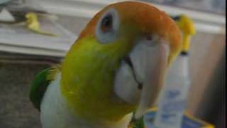 Cujo Caique