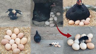 Chicken Baby Video | 14 eggs were placed under the hen and chicks came out 🐣