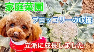 【家庭菜園】立派に育ったブロッコリーの収穫✩.【トイプードルのサラ】