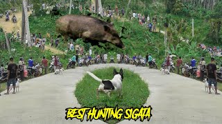 TOP DAN SERU // BERBURU BABI HUTAN SIGATA KECAMATAN 4 KOTO AUR MELINTANG ‼️