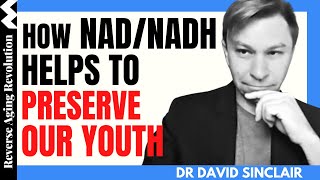 DAVID SINCLAIR "How NAD/NADH Helps To Preserve Our YOUTH" | Dr David Sinclair Interview Clips