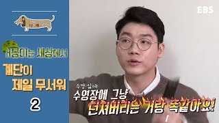 세상에 나쁜 개는 없다 - 거봉이는 세상에서 계단이 제일 무서워_#002