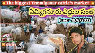 ఈ ఆదివారం ఏమ్మిగనూరు ఎద్దుల సంత లో ధరలు | The biggest Yemmiganur Sunday bull's market in 2022 ||