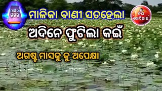 malika katha /Adine Phutila Kain/ଅଦିନେ ଫୁଟିଲା କଇଁ/ମାଳିକା ବାଣୀ ସତହେଲା