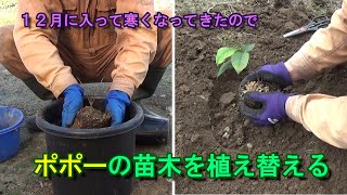 【家庭菜園】幻の果実｢ポポー｣　１２月に入って寒くなってきたので植え替えをしてあげた