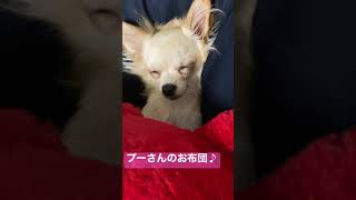 【子犬】でっかいプーさんのぬいぐるみをお布団にして寝るチワワが可愛すぎる#shorts