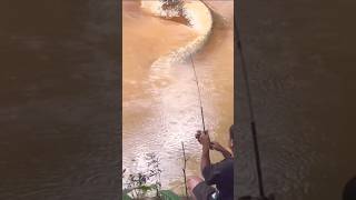 WALAU HUJAN TETAP MANCING ALHASIL STRIKE BABON LELE RAKSASA #fishing #amazing