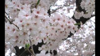 川は流れる　谷村弥生