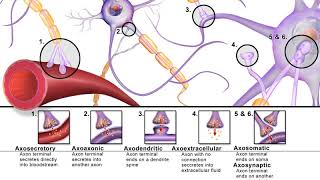 Holonomic brain theory | Wikipedia audio article
