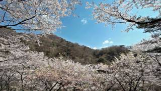 高萩・花貫さくら公園の桜