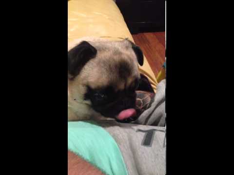 pug wont stop licking pug wont stop licking
