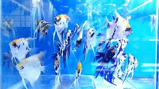 Cantiknya ikan Manfish aquarium air tawar