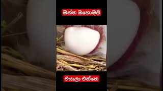 ඔන්න ඔහොමයි එයාලා එන්නෙ | #shorts