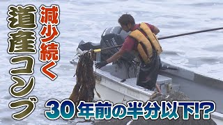 北海道産コンブが減少　現場の苦労や影響は？