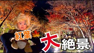 【人生で一度は行くべし！！】紅葉見にいこうよう