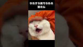 ひたすら撫でられる猫さん