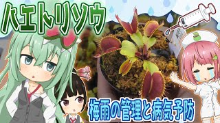 2022年 ハエトリソウ紹介と梅雨の病気の予防の薬剤散布！【食虫植物TV】