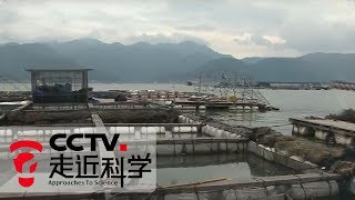 《走近科学》 微生物造“塑料” 大黄鱼的饲料是“塑料”？ 20181226 | CCTV走近科学官方频道