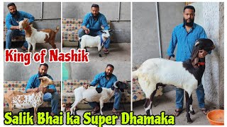 King of Nashik Salik bhai ke Quality Barbari, Buff Bantam and Huge Khassi at Nashik Maharashtra