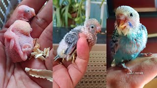 Budgie Chicks Update Hand-Feeding and Sora's Health