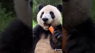 Cute Panda eating a carrot! 😍