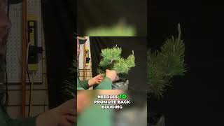 Needle Plucking Techniques to Grow Your Dream Conifer Bonsai