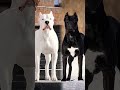 🔥🔥 dogoargentino dog best attitude transformation video