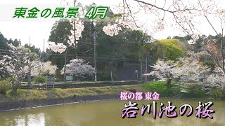 【東金の風景 4月】岩川池の桜／岩川池（東金市 松之郷）