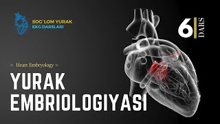 = Yurak Embriologiyasi = 2-qism = Heart Embryology =