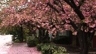 Cherry blossom petals falling 🌸🍃