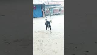 YouTube short video doggy