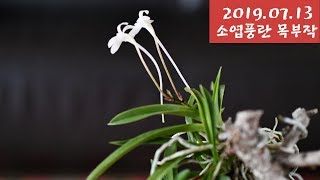 어쩌다 난사랑, 20190713소엽풍란 목부작