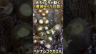 ベトナムコケガエルの卵（産卵から5日目）