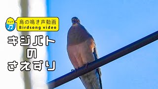 【鳩の鳴き声】 キジバトの鳴き声（さえずり） 【野鳥の鳴き声図鑑】