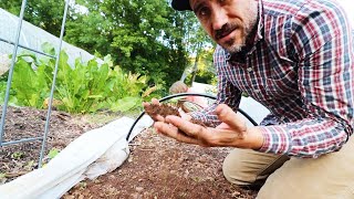 Turning over a GARDEN BED for FALL PLANTING