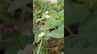 Beautiful flowers 10#freshflowers #nature #gardening #shortvideo #youtubeshorts #trending #explore