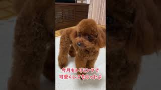 お尻歩きをする犬！【トイプードル】#shorts