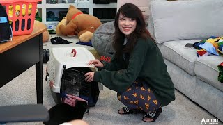 Emiru finally made it to Miz house with her 900 rabbits