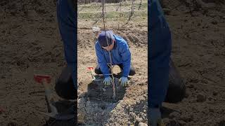 planting apple trees, planting APPLE seedlings