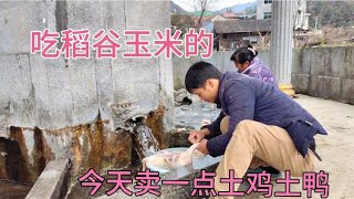 土鸡土鸭，每天吃稻谷太厉害开支太大，卖一点土鸡土鸭买稻谷。