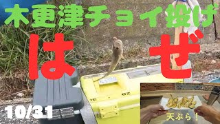 実家の帰省途中に、寄り道して木更津でハゼ釣りしました！