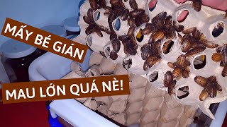 THAY CHUỒNG NUÔI CHO GIÁN DUBIA