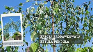 Brzoza brodawkowata Youngii- malownicze drzewo o parasolowatej mocno zwisającej koronie