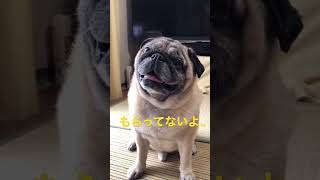 【パグ 】いつでも何度でもおやつは欲しい‥パグ 犬＃shorts