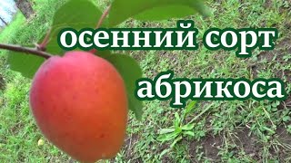 Самый поздний абрикос ФАРКЛО с отличным вкусом