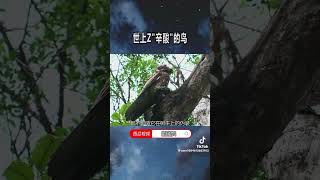 世界上最心酸的鳥「動物界的偽裝大師」         地理冷知識￼￼￼5