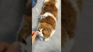 一条小猫咪我镜头下的小猫 无忧无虑的小猫咪 谁家小猫长得这么别致