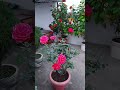 double petals hibiscus rose overview garden rose flowers gardening shortsvideo