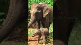 ಸುಂದರವಾದ ಆನೆ ಮರಿ || Amazing Elephant Giving Birth Facts || Kannada Factoids #shorts