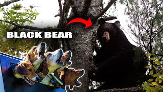 Catching a MONSTER BEAR in New Hampshire! - (Hunting w/ Dogs)